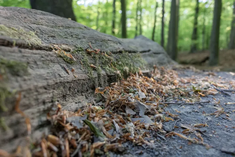 Atmosphärische Naturaufnahme eines moosbedeckten Baumstamms im Wald, umgeben von Herbstlaub. Detailreiche Makrofotografie zeigt die Textur von Stein, Moos und Laub vor unscharfem Waldhintergrund. Perfekte Inspiration für Naturliebhaber und Wanderer.
